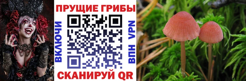 Псилоцибиновые грибы Psilocybe  Кириллов 